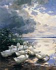 Alexander Koester Canvas Paintings - Ducks in the Morning